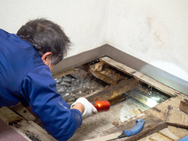 Best Professional Mold Removal  in Struthers, OH