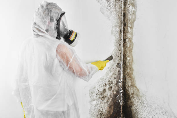 Attic Mold Removal in Struthers, OH