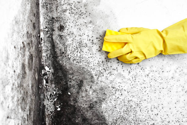 Best Attic Mold Removal  in Struthers, OH