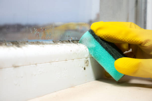 Best Black Mold Removal  in Struthers, OH