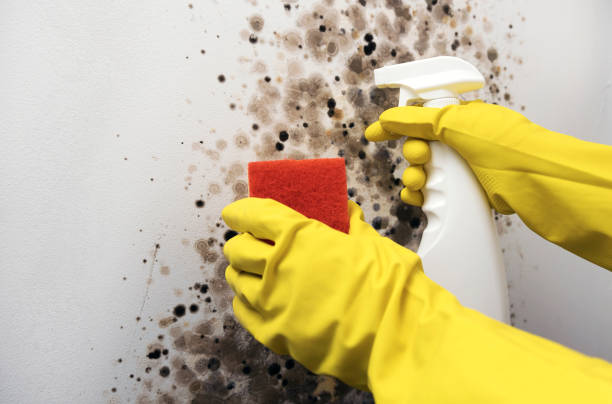 Best Local Mold Removal Service  in Struthers, OH