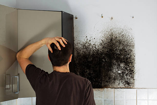 Best Mold Removal Process  in Struthers, OH