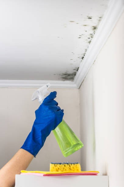 Professional Mold Removal in Struthers, OH