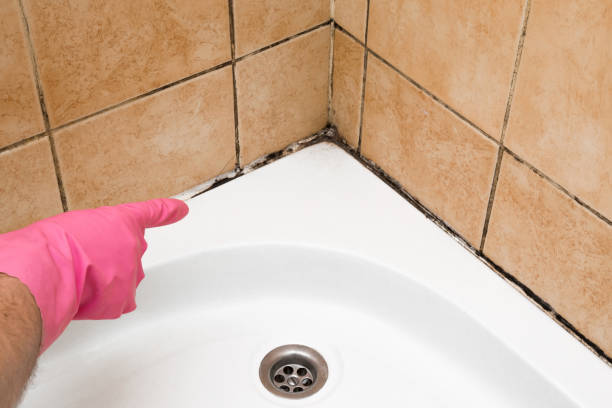 Best Mold Cleaning Services  in Struthers, OH